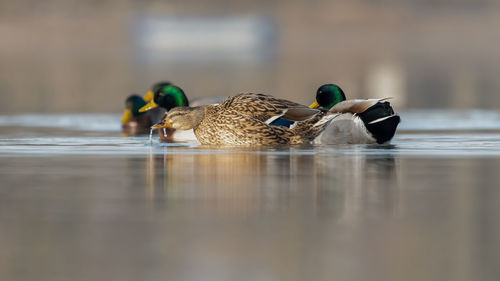 View of mallard duck swimming on lake