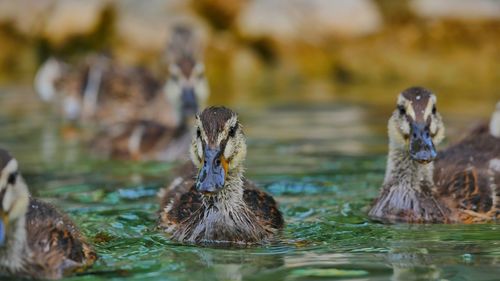 Close-up of ducks swimming in lake