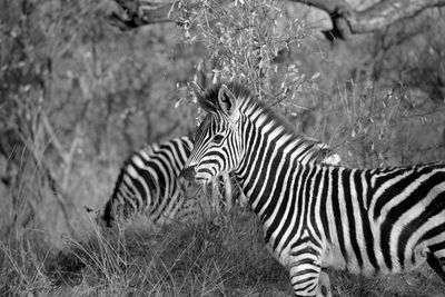 Zebras in a field