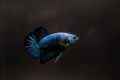 Close-up of fish swimming in sea