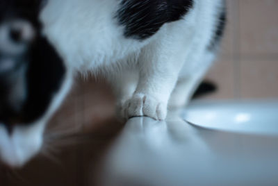 Close-up of kitten on bathtub in bathroom