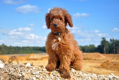 Labradoodle sitting on field against sky