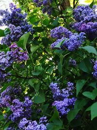 Close-up of purple flowers blooming