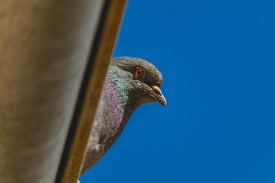 Low angle view of a bird against clear blue sky