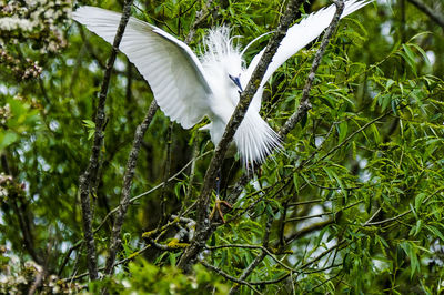 Low angle view of white bird flying against trees