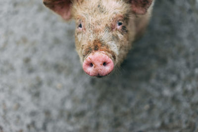 High angle portrait of pig