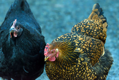 Close-up of hens