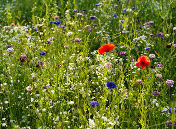 Close-up of red poppy flowers in field