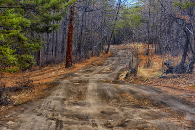 Road amidst trees in forest