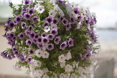 Close-up of purple flower bouquet