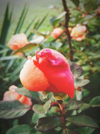 Close-up of red flower