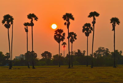 Scenic view of palm trees against sky during sunset