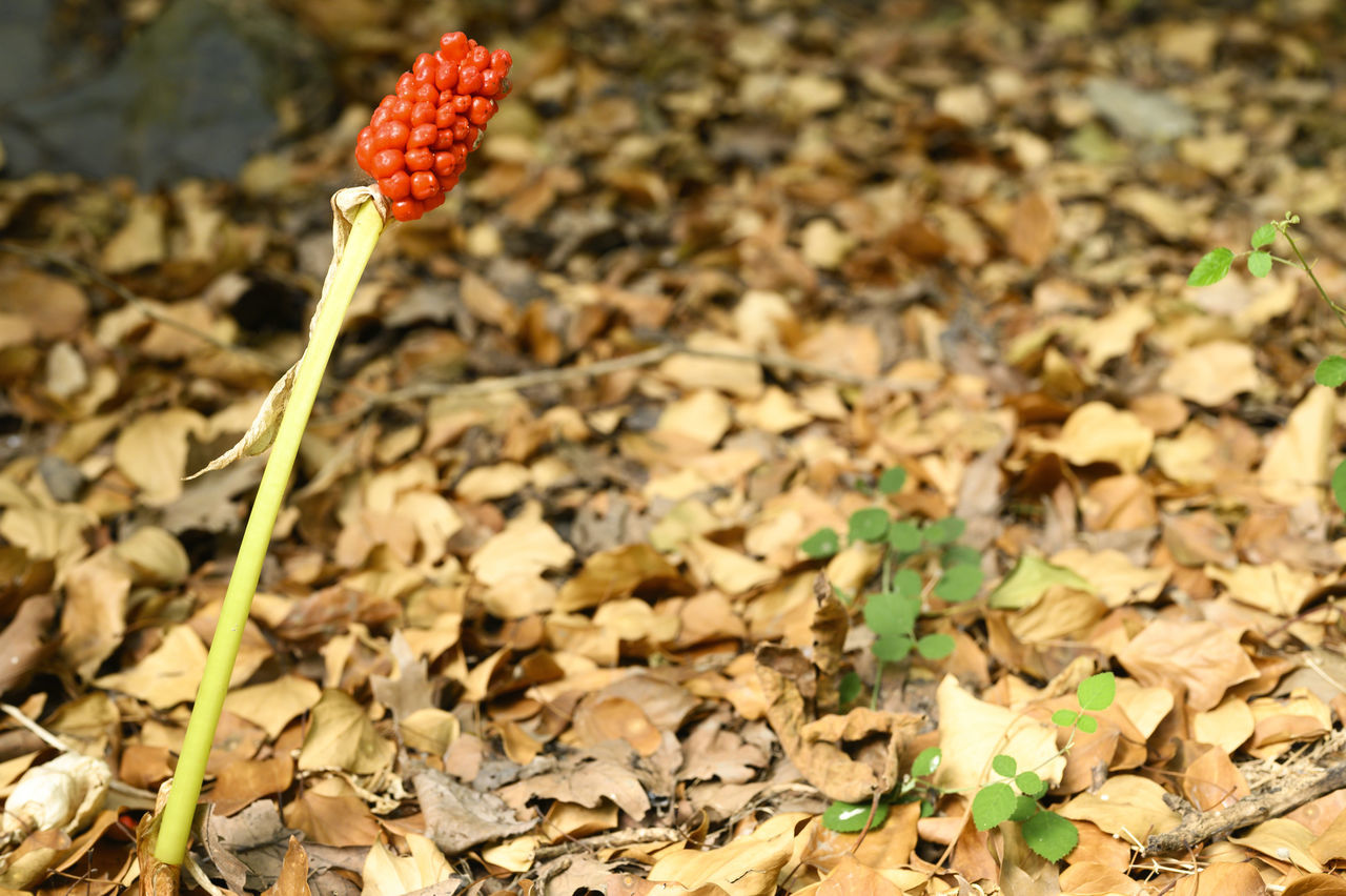 CLOSE-UP OF DRY LEAF ON FIELD