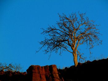 Low angle view of bare trees against clear blue sky