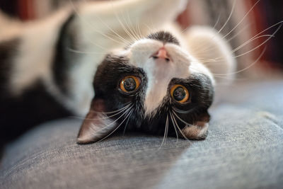 Close-up portrait of cat lying on sofa at home