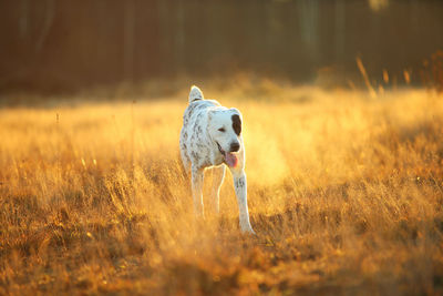 Dog standing on field