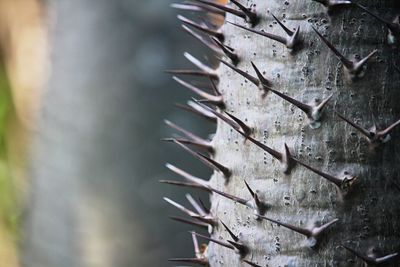 Close-up of old metal structure