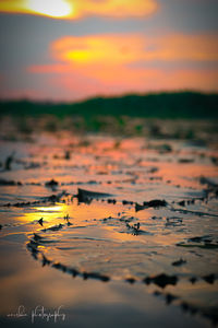 Autumn leaves floating on water at sunset