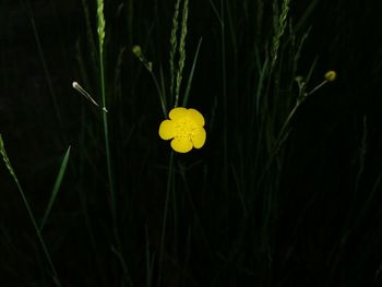 Close-up of yellow flowering plant in field