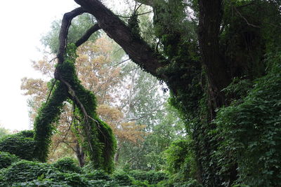 Low angle view of trees in forest