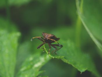 Close-up of insect on leaf