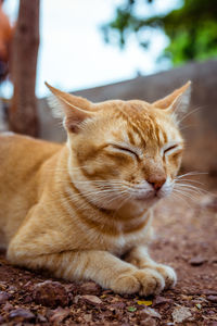 Close-up of cat sitting outdoors