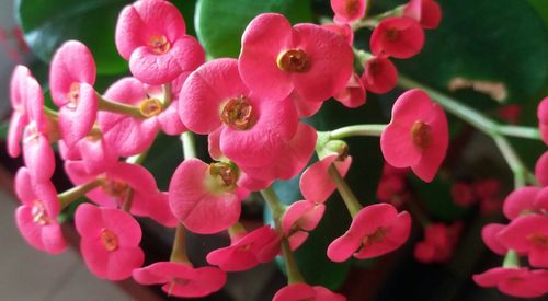 Close-up of pink flowers blooming outdoors