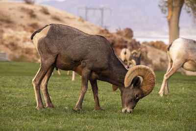 Sheep grazing in a field