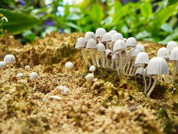 Close-up of mushrooms