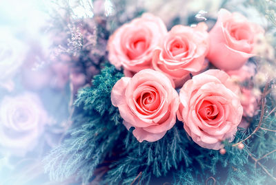 Close-up of pink roses
