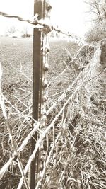 Plants growing on field