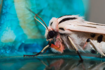 Close-up of caterpillar in water