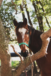 Horse in a tree