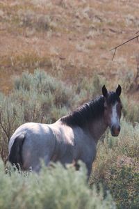 Horse standing in a field