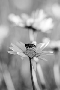 Close-up of insect on flower