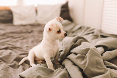 A small lonely sad dog puppy is resting sleeping on the bed in the bedroom waiting for the owner