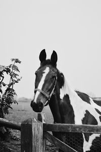 Horse standing by fence at stable against clear sky