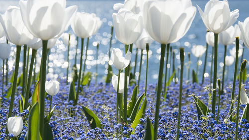 Close-up of white crocus blooming outdoors