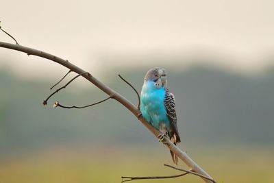 Beautiful male budgerigar parakeet perching on a branch