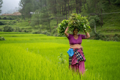 Indian woman carrying grass loads in the irrigated green fields.