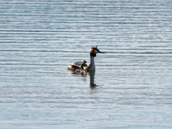 View of duck swimming in lake