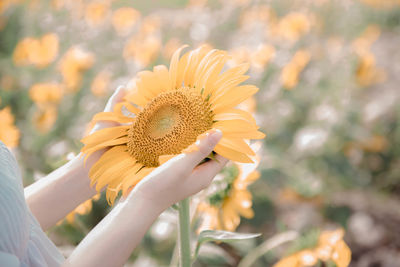 Close-up of sunflower against blurred background