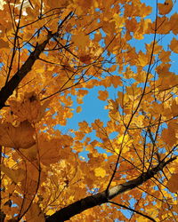 Low angle view of autumnal tree against sky