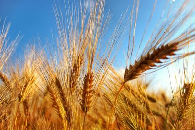 Close-up of wheat growing in field