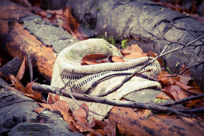 Close-up of lizard on wood