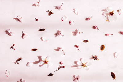 Low angle view of birds flying against white background