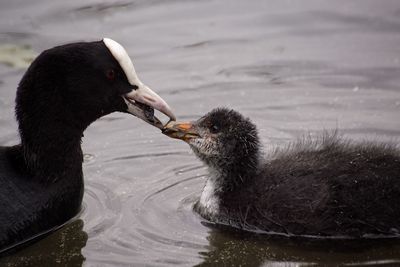 Close-up of birds swimming on lake