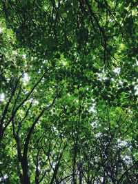 Low angle view of trees in forest