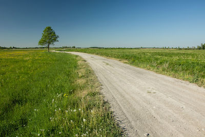 Tree next to gravel road, horizon and blue sky