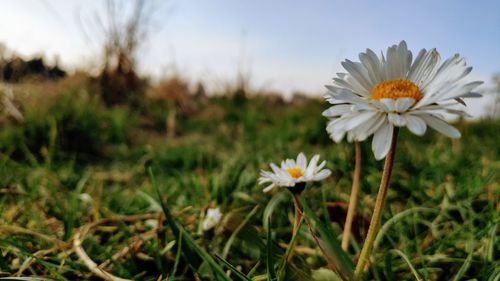 Close-up of white flowering plants on field